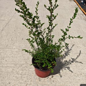 Lonicera nitida