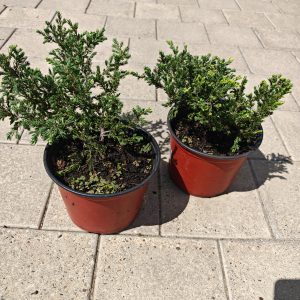 Juniperus SPP.