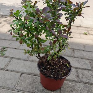 Berberis thunbergii Bagatelle 0.2-0.4 f17