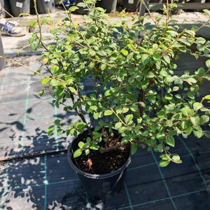 COTONEASTER FRANCHETTII CLT. 3 - Dunjarica Franchetii