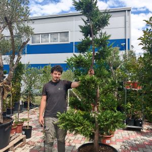 CUPRESSOCYPARIS LEYLANDII - Lejlandi čempres (zeleni)