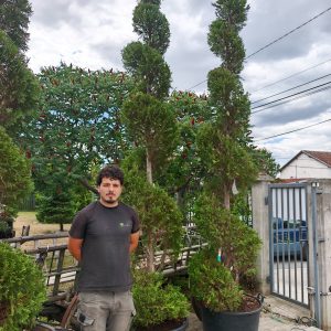 CUPRESSOCYPARIS LEYLANDII VITO CLT. 70 SPIRALE - Lejlandi čempres Vito