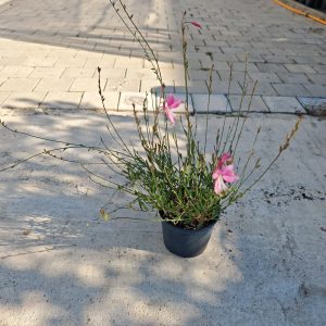 Gaura lind. Emmeline pink F17 - Gaura roze