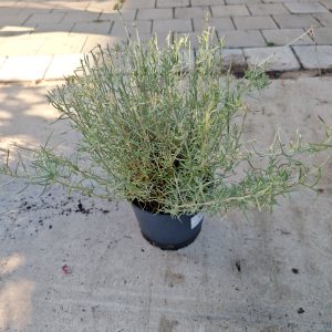 Helichrysum italicum - Smilje