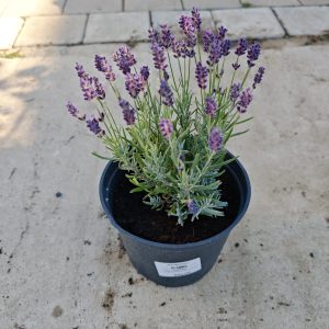 Lavandula ang. Hidcote F17 - Lavanda Hidcote