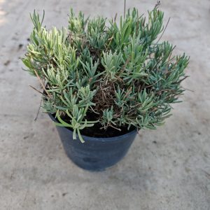 Lavandula ang. White F22 - Bela lavanda