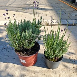 Lavandula angustifolia 'Munstead' - Lavanda Munstead