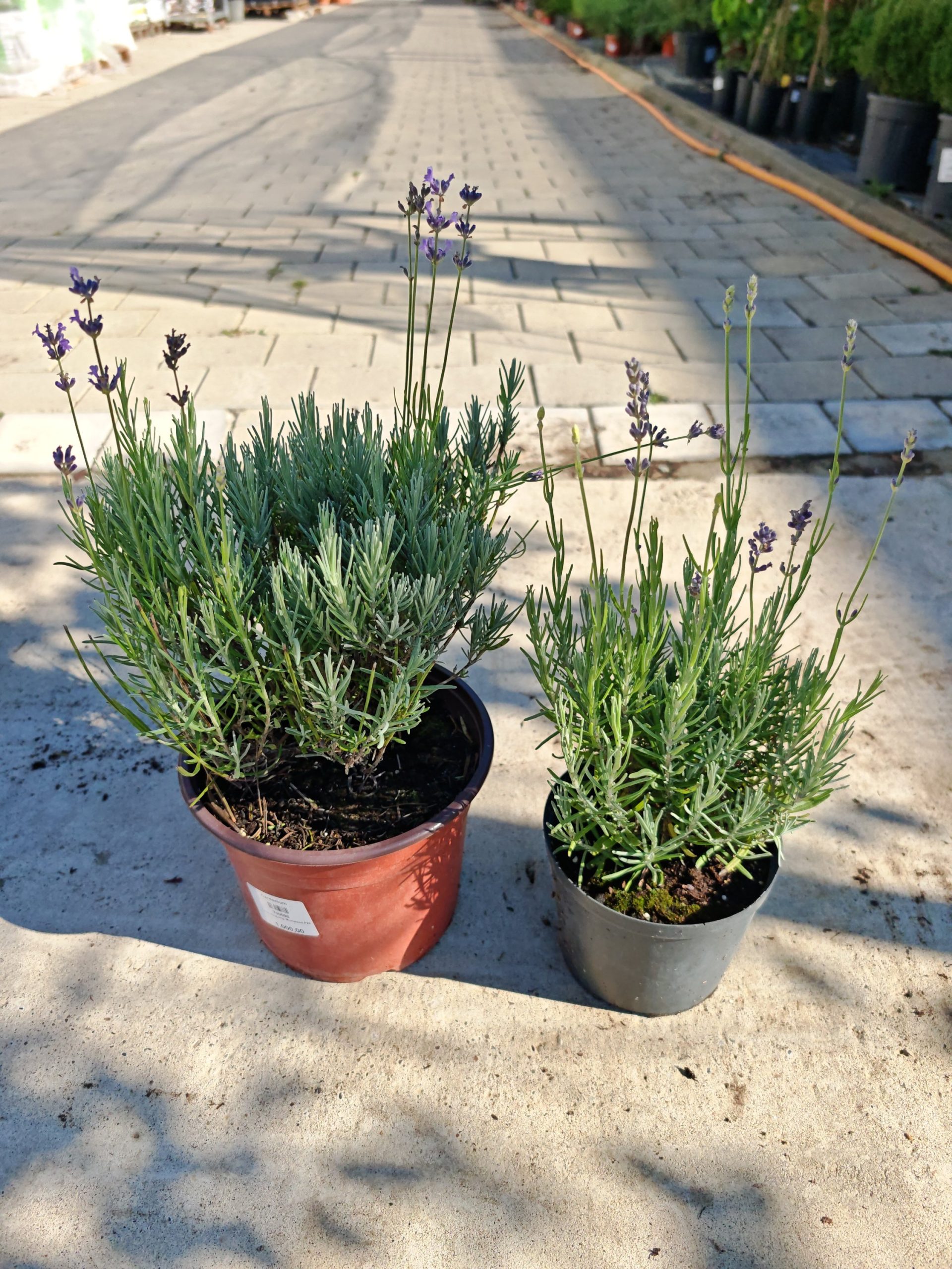 Lavandula angustifolia 'Munstead' - Lavanda Munstead