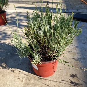 Lavandula intermedia 'Grosso' - Lavanda Grosso