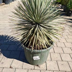 YUCCA ROSTRATA CLT. 65 60/80 - Juka rostrata (plava)