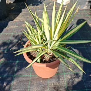YUCCA FILAMENTOSA COLOR GUARD LV 12 - Juka Color Guard