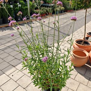VERBENA BONARIENSIS