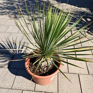 YUCCA LINEARIS LV 9 - Juka linearis