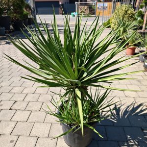 YUCCA GLORIOSA CLT. 30 - Juka Gloriosa