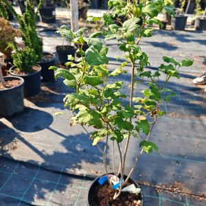 VIBURNUM OPULUS ROSEUM CLT. 10 - Udika Roseum (snezna lopta)