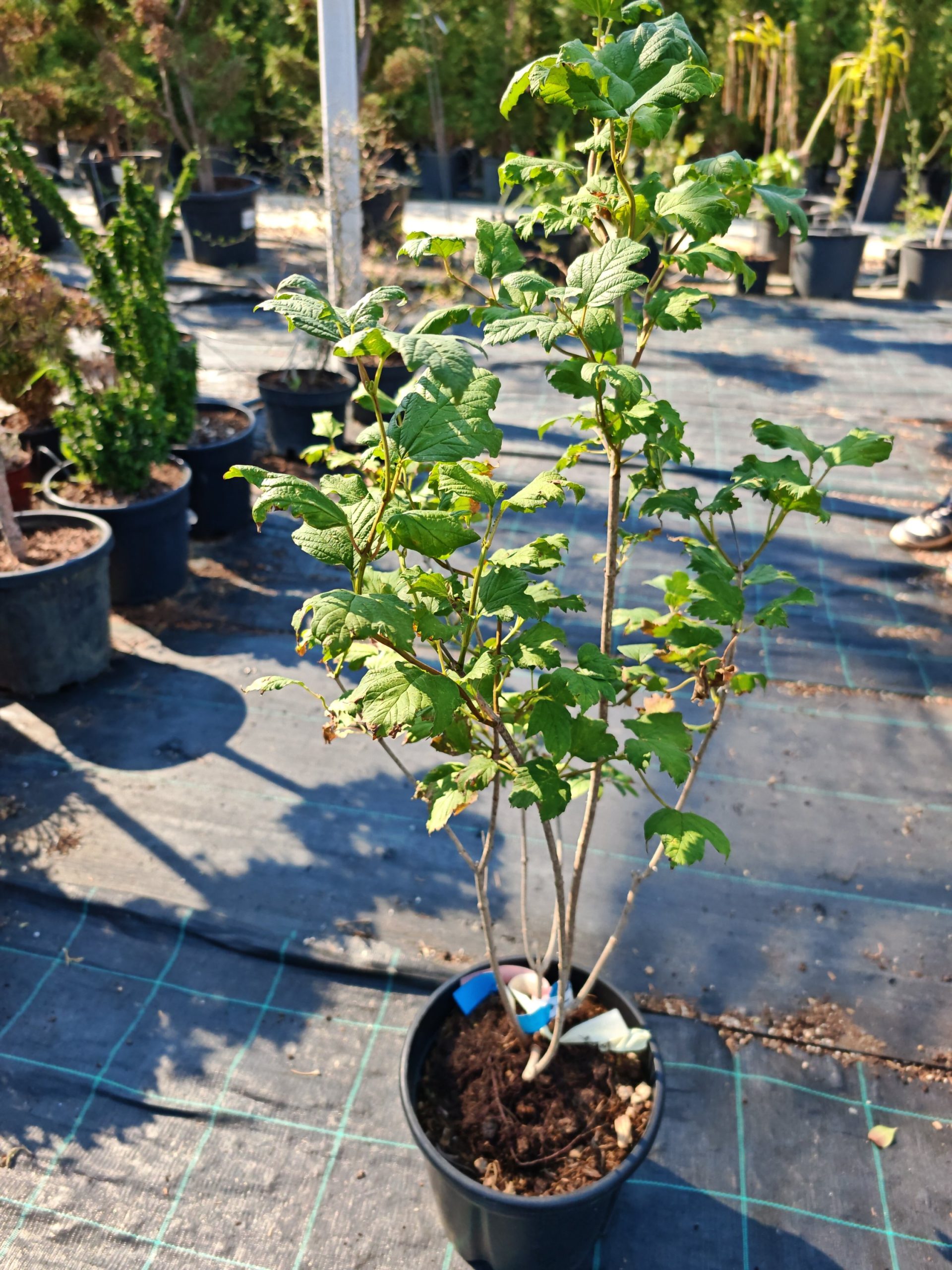 VIBURNUM OPULUS ROSEUM CLT. 10 - Udika Roseum (snezna lopta)