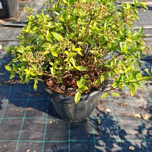 VIBURNUM TINUS SPIRIT [R] CLT. 15 PALLA - Viburnum Spirit