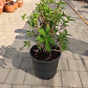 WEIGELA BRISTOL RUBY CLT. 10 - Vajgela Bristol Ruby