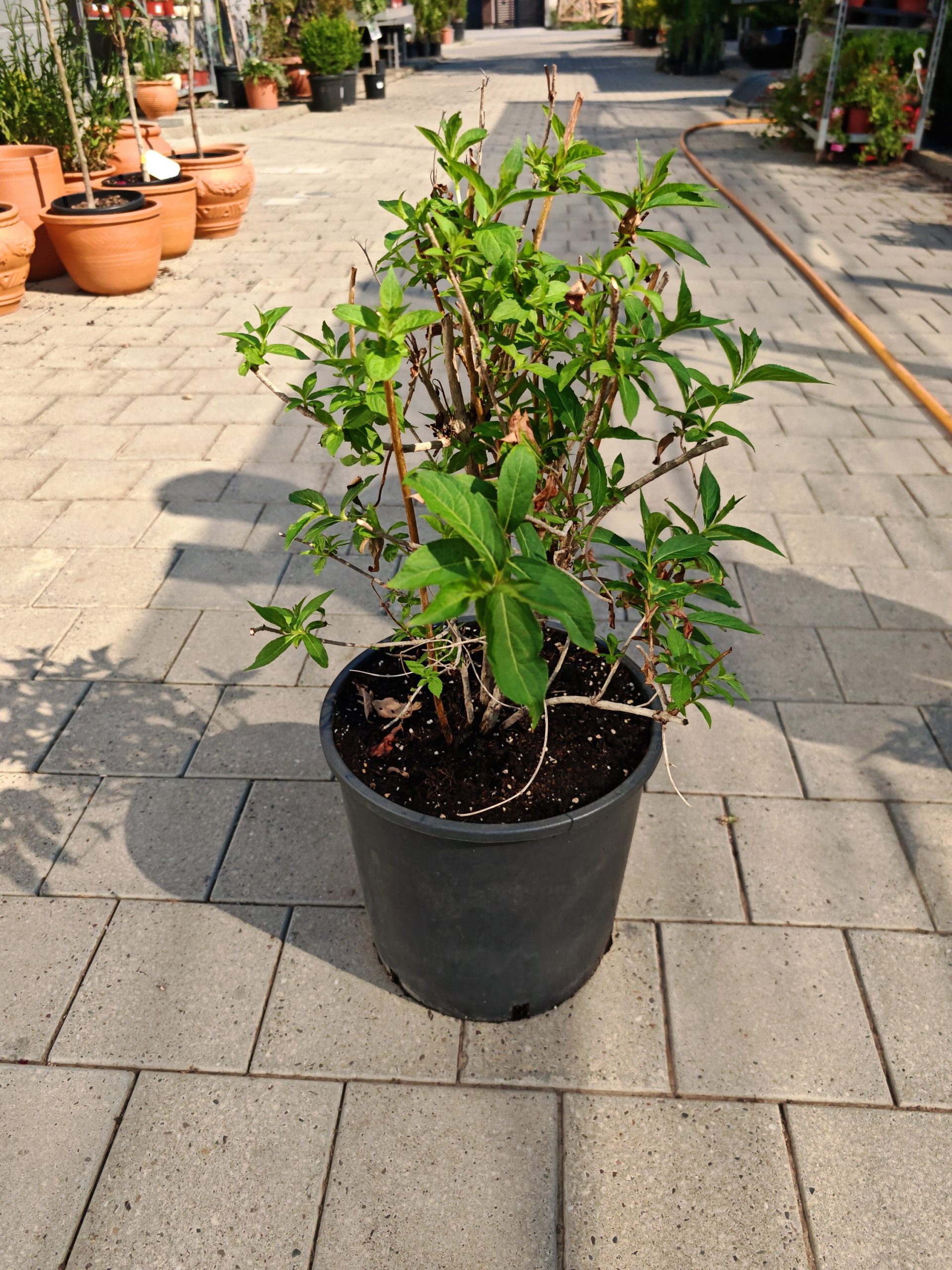 WEIGELA BRISTOL RUBY CLT. 10 - Vajgela Bristol Ruby