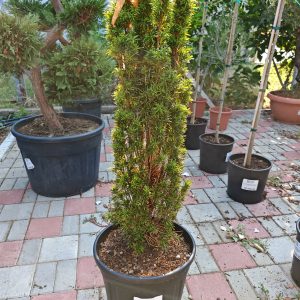TAXUS BACCATA FASTIGIATA AUREA - Tisa Fastigiata Aurea (zlatna)