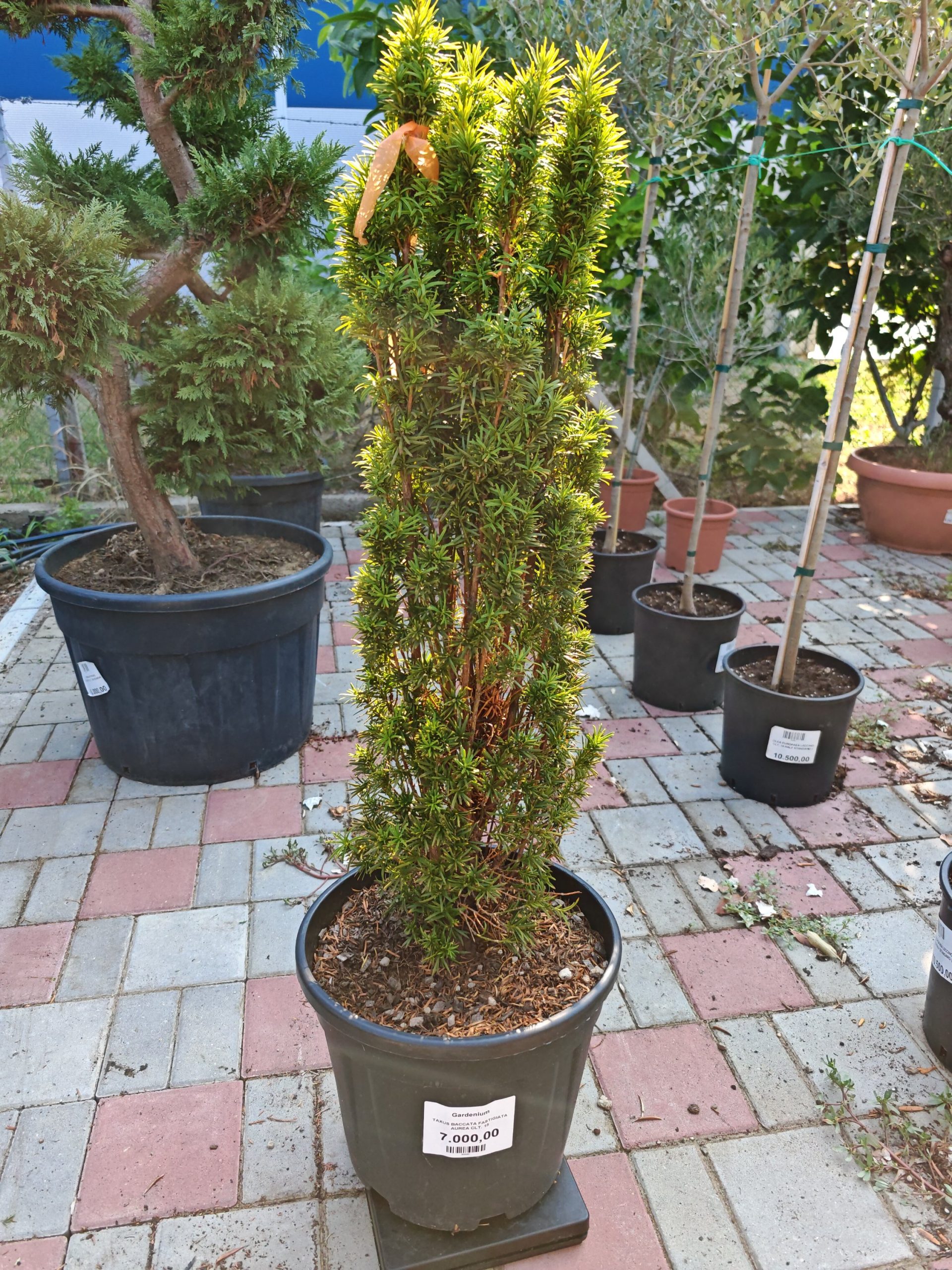 TAXUS BACCATA FASTIGIATA AUREA - Tisa Fastigiata Aurea (zlatna)