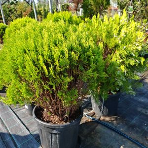 THUJA ORIENTALIS COMPACTA AUREA NANA - Tuja istočna Aurea Nana