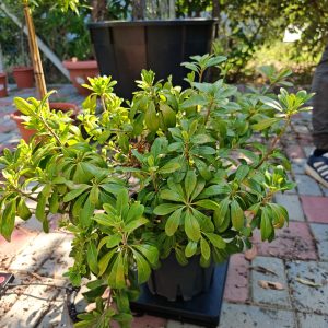 PITTOSPORUM TOBIRA NANUM CLT. 7 - Pitosporum Nanum