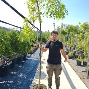 SOPHORA JAPONICA PENDULA CLT. 30 10/12 STANDARD - Sofora Pendula (japanska)