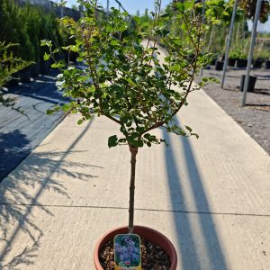 SYRINGA MEYERI PALIBIN LV 9 MINI STANDARD) - Jorgovan Palibin (patuljasti)