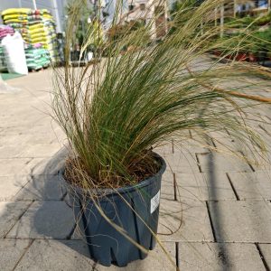 STIPA TENUISSIMA CLT. 10 - Stipa tenuissima (vilina kosa)