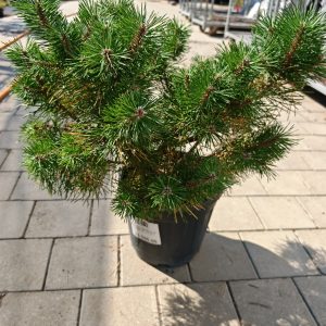 PINUS SYLVESTRIS BLUE PEARL (R) CLT. 12 - Beli bor Blue Pearl