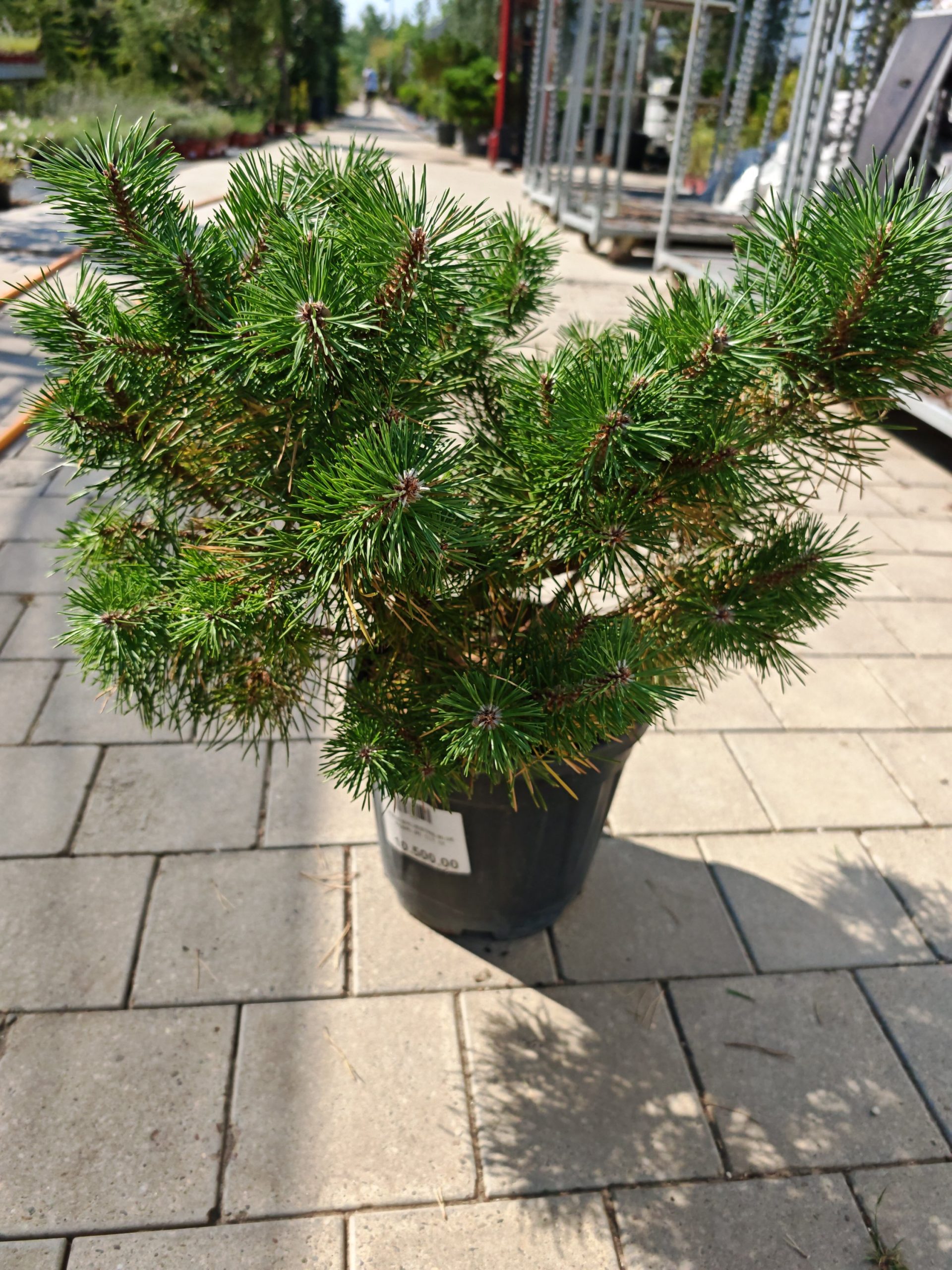 PINUS SYLVESTRIS BLUE PEARL (R) CLT. 12 - Beli bor Blue Pearl