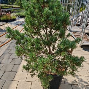 PINUS SYLVESTRIS WATERERI [NANA - Beli bor Watereri