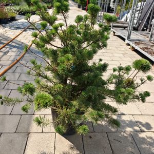 PINUS PARVIFLORA NEGISHI CLT. 18 - Bor Negishi (parviflora)