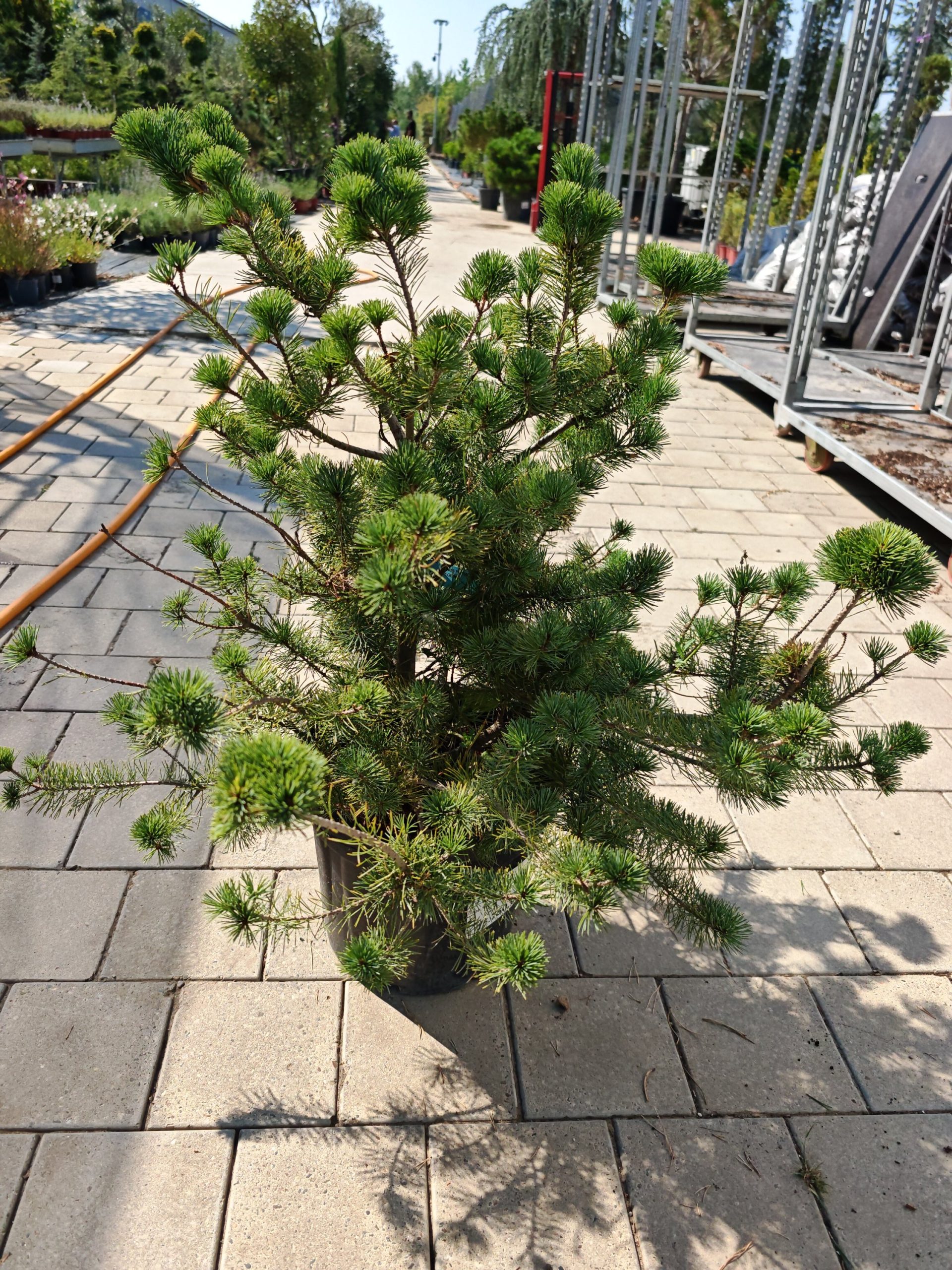 PINUS PARVIFLORA NEGISHI CLT. 18 - Bor Negishi (parviflora)