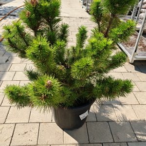PINUS THUNBERGII CLT. 18 - Japanski crni bor (thunbergii)