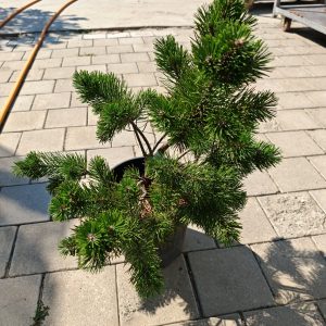 PLANINSKI BOR GNOM CLT. 10