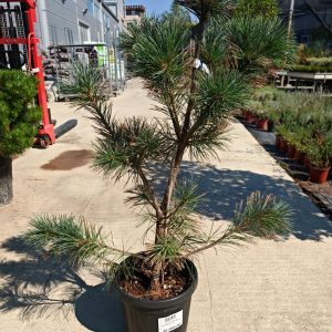 PINUS FLEXILIS VANDERWOLFS PYRAMID CLT. 18 - Bor Vanderwolfs Pyramid (flexilis)