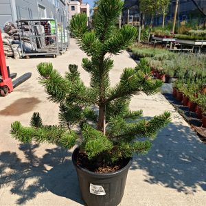PINUS NIGRA OREGON GREEN CLT. 18 - Crni bor Oregon Green