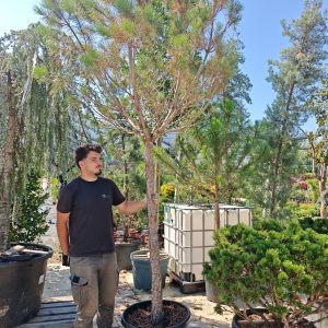 PINUS PINEA - Pinjol (Pinus pinea)