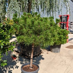 PINUS NIGRA PIERRICK BREGEON (R - Crni bor Pierrick Bregeon (lopta)