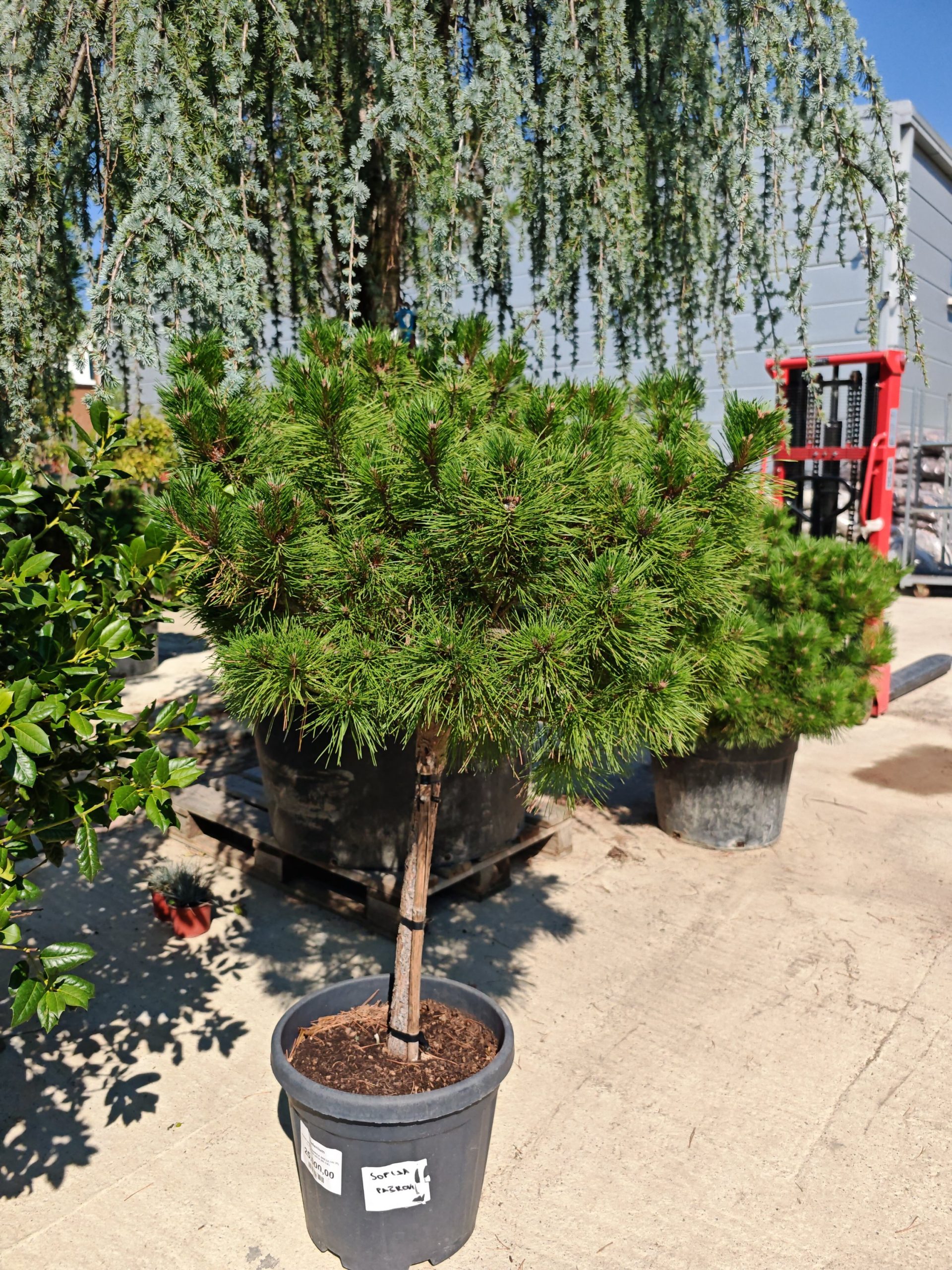 PINUS NIGRA PIERRICK BREGEON (R) – Crni bor Pierrick Bregeon (lopta)