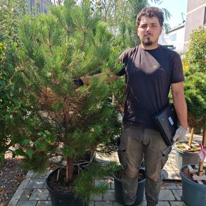 PINUS NIGRA AUSTRIACA CLT. 45 - Crni bor (Pinus nigra Austriaca)