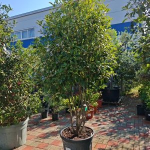 PHOTINIA SERRULATA RED ROBIN - Fotinija Red Robin