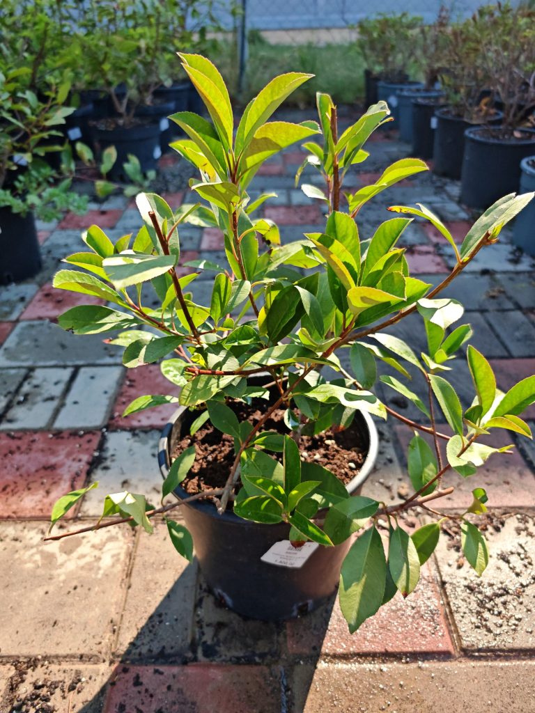 Uređenje dvorišta — projekat Gardenium 6
