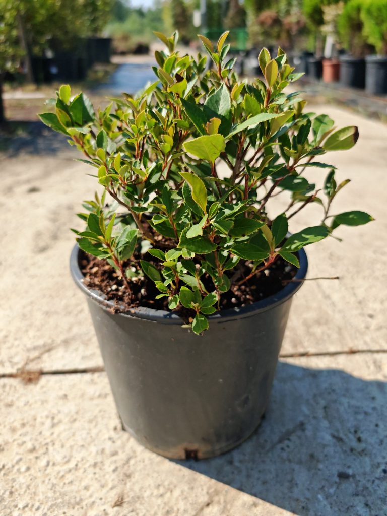 Uređenje dvorišta — projekat Gardenium 5