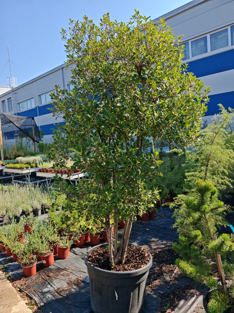 Gardenium vrtni centar Novi Sad – fotografija 25