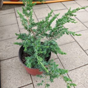 Juniperus SPP.