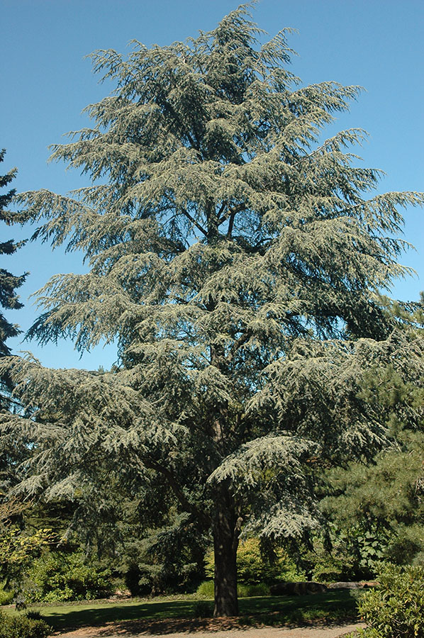 CEDRUS ATLANTICA GLAUCA - Kedar atlaski plavi (Glauca) - Slika 2