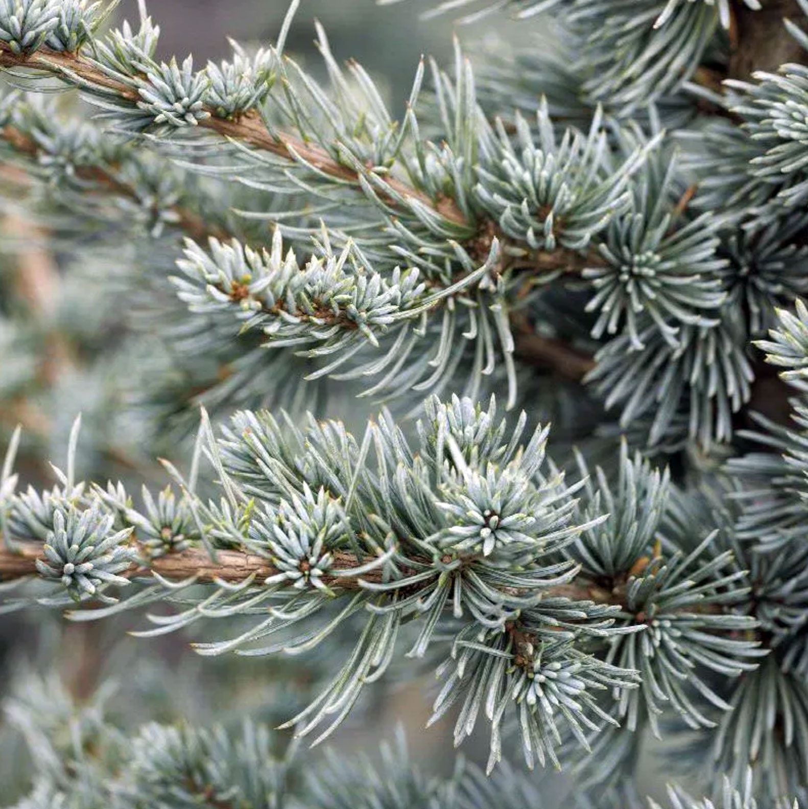 CEDRUS ATLANTICA GLAUCA - Kedar atlaski plavi (Glauca) - Slika 3